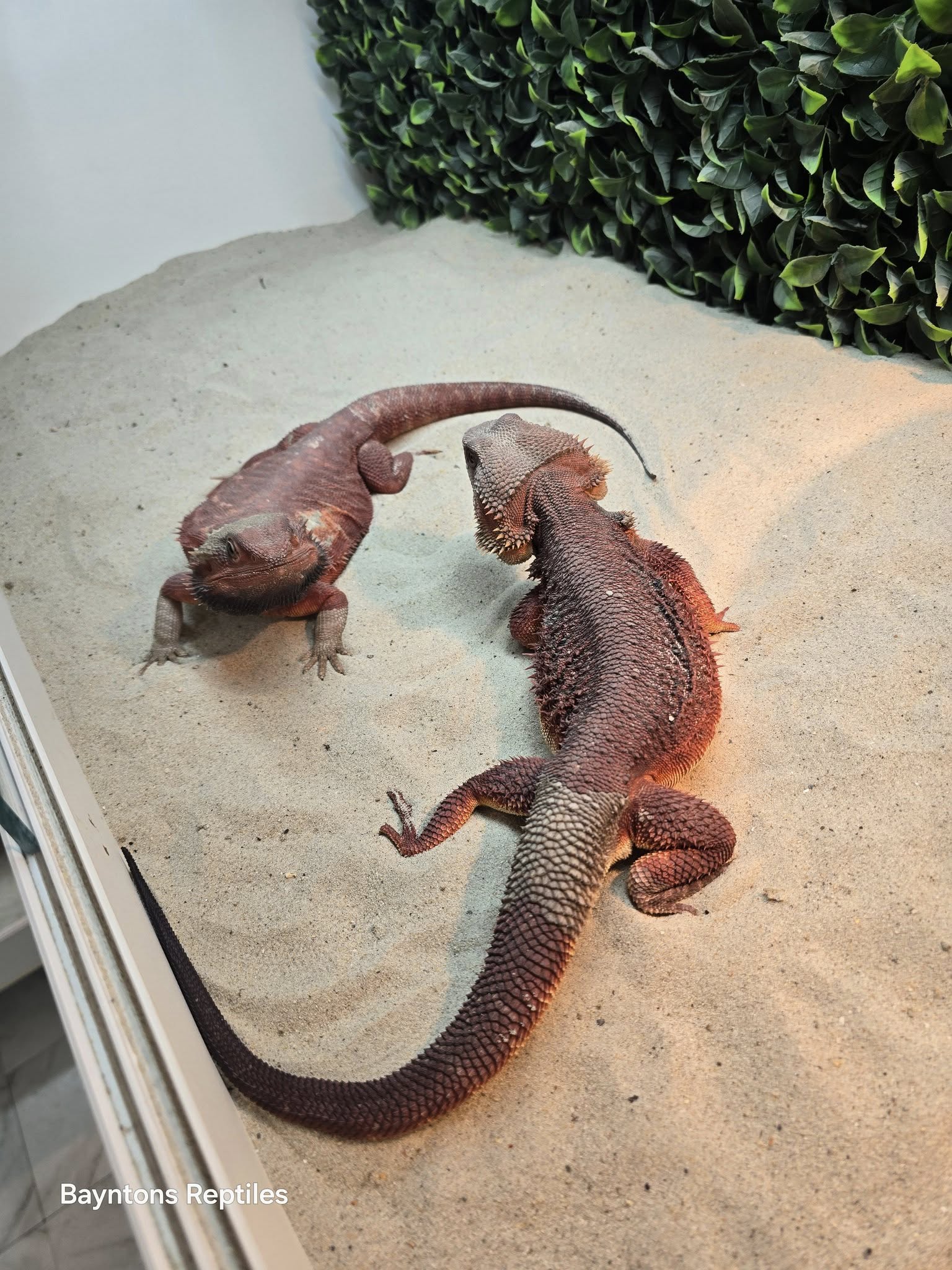 What Type of Tank Is Best for Bearded Dragons?